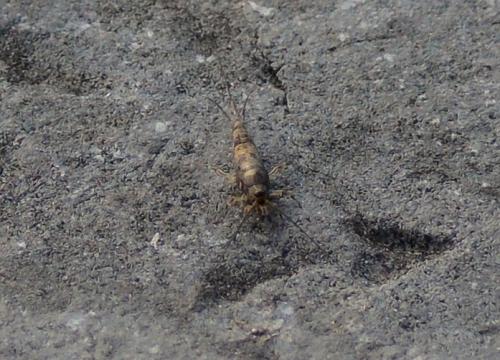 Petrobius sp.