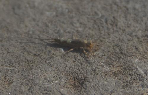 Petrobius sp.