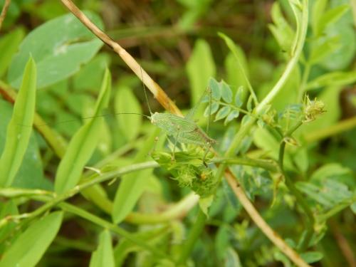 Phaneroptera sp.