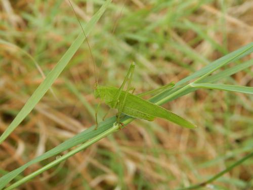 Réf. 126 253 : Phaneroptera falcata