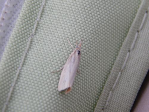 Agriphila straminella