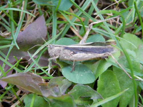 Chorthippus sp.