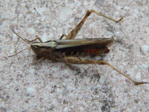 Chorthippus sp.