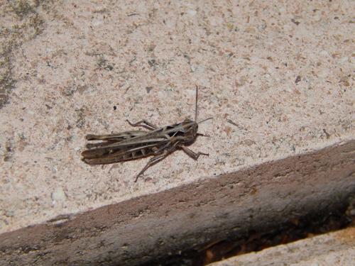 Chorthippus sp.