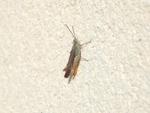Chorthippus sp.