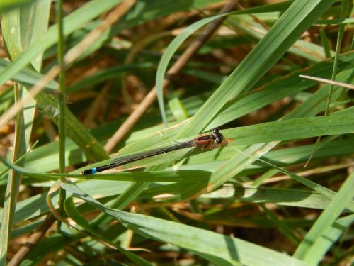 Ischnura elegans