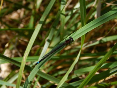 Ischnura elegans