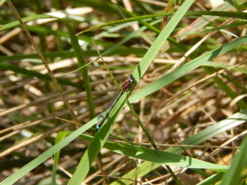 Ischnura elegans