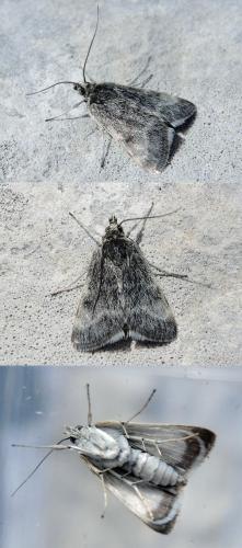 Orenaia ventosalis
