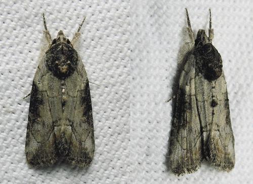 Bryophila raptricula