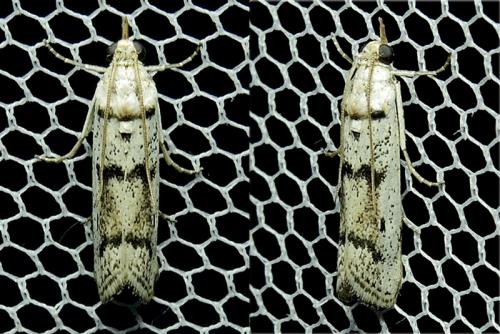 Valdovecaria hispanicella