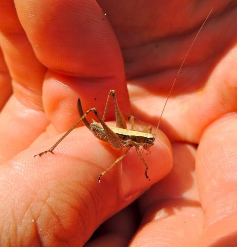 Yersinella raymondii