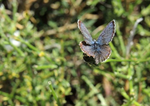 Réf. 126 066 : Plebejus argus
