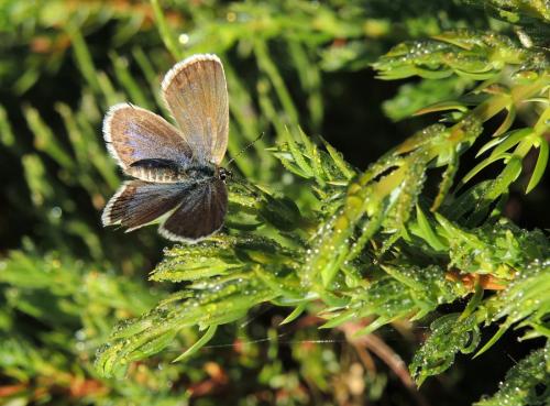 Réf. 126 067 : Plebejus argus