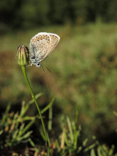 Réf. 126 068 : Plebejus argus