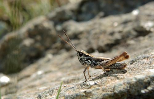 Réf. 126 062 : Chorthippus corsicus corsicus