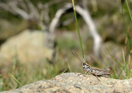 Réf. 126 059 : Chorthippus corsicus corsicus