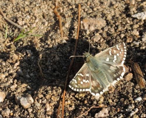 Réf. 126 365 : Pyrgus sp.