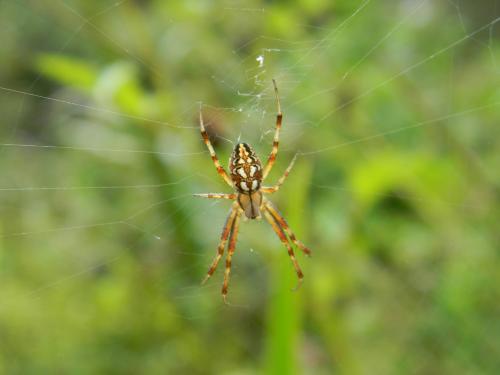 Neoscona adianta