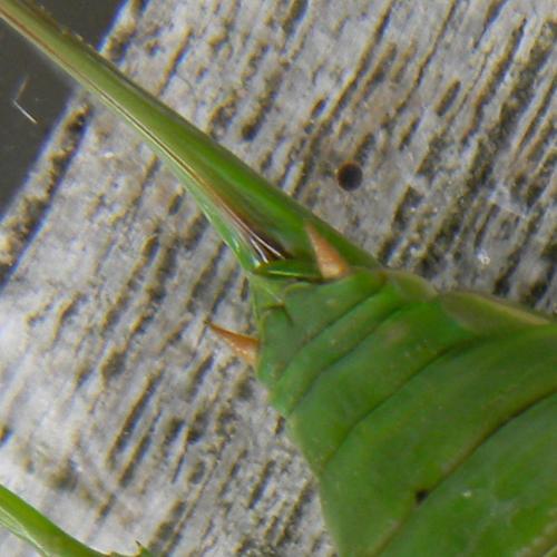 Réf. 126 476 : Callicrania ramburii
