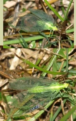 Chrysoperla sp.