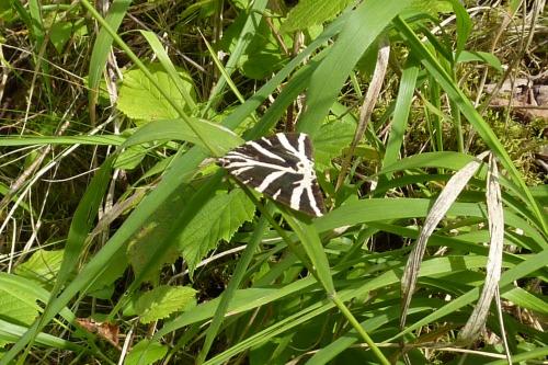 Euplagia quadripunctaria