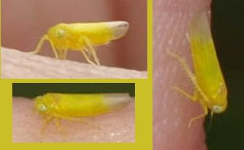 Réf. 126 846 : Alebra sp.