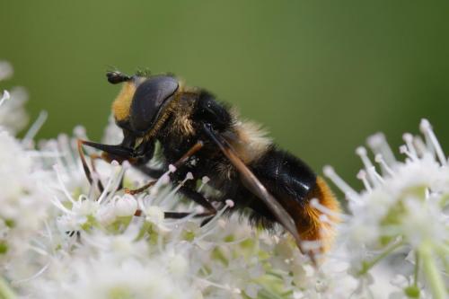 Réf. 126 184 : Eriozona syrphoides