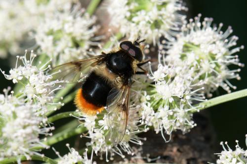 Réf. 126 174 : Eriozona syrphoides
