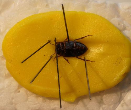 Etalage sp.