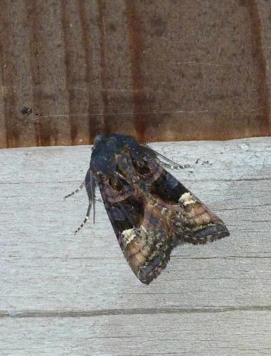 Réf. 126 528 : Euplexia lucipara