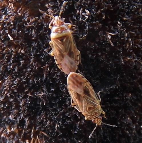 Chilacis typhae