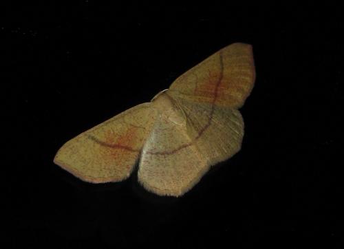 Cyclophora sp.