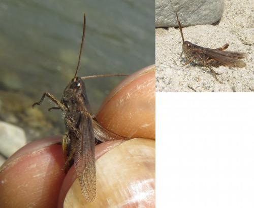 Chorthippus sp.