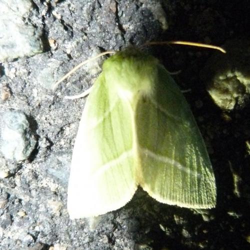 Pseudoips prasinana