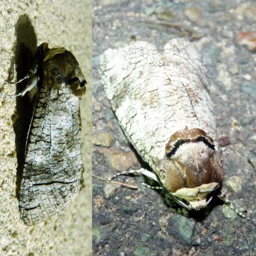 Réf. 126 488 : Cossus cossus