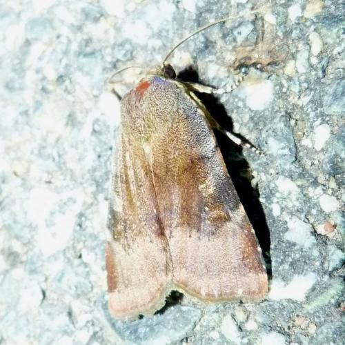 Noctua sp.