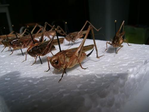 Réf. 126 929 : Tettigoniinae inconnu