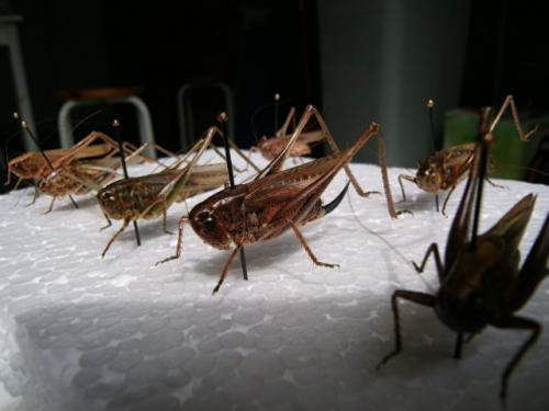 Tettigoniinae