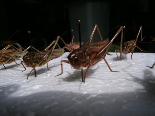 Tettigoniinae