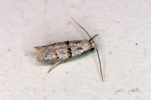 Symmocoides oxybiella