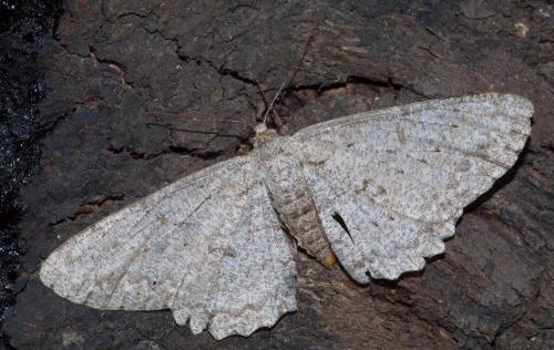 Réf. 126 544 : Hypomecis punctinalis