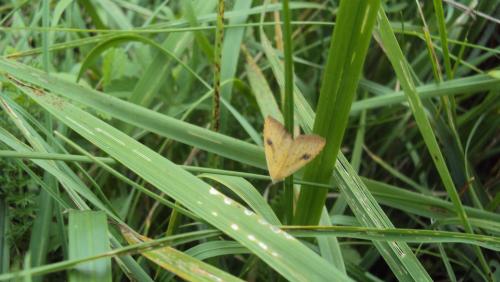 Rivula sericealis