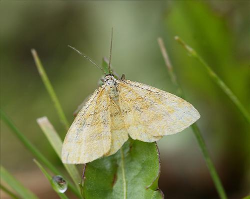 Réf. 126 833 : Idaea sp.