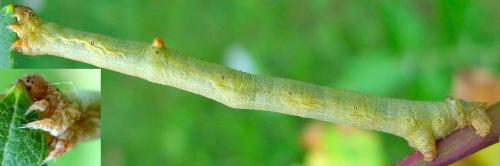 Réf. 126 278 : Hypomecis punctinalis