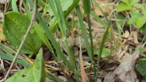 Parectropis similaria