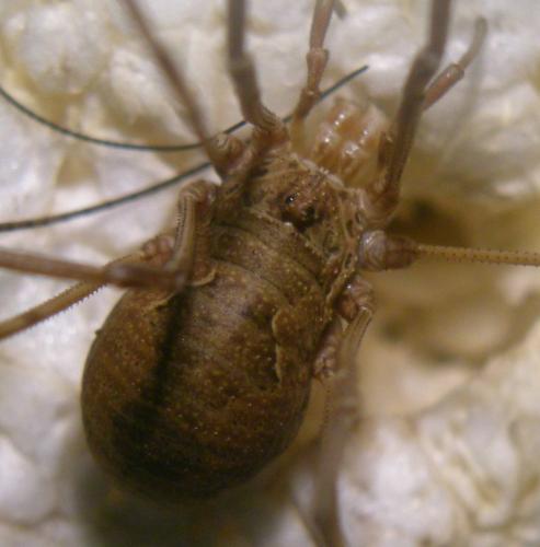 Réf. 126 311 : Phalangium opilio
