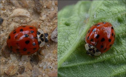 Harmonia axyridis