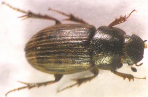 Euheptaulacus villosus