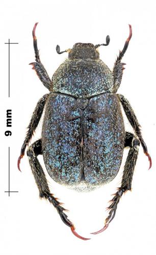 Hoplia pollinosa